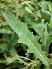 Reichardia picroides