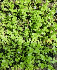 Bacopa monnieri