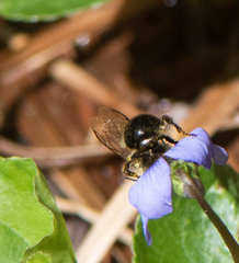 Osmia bucephala