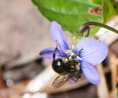 Osmia bucephala