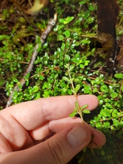 Coprosma depressa