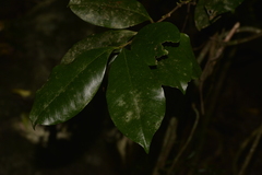 Baloghia inophylla