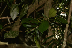 Baloghia inophylla