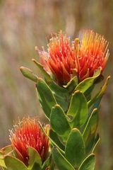 Leucospermum oleifolium