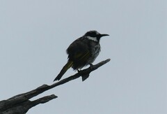 Phylidonyris niger
