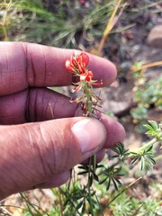 Indigofera digitata