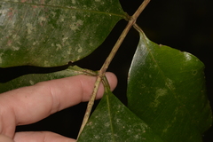 Baloghia inophylla