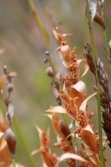 Elegia filacea