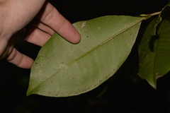 Baloghia inophylla