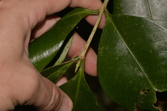 Baloghia inophylla