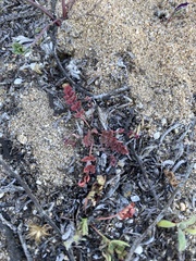 Erodium cicutarium
