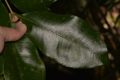 Baloghia inophylla