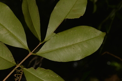 Baloghia inophylla