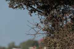 Saxicola rubicola