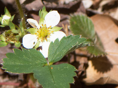 Fragaria virginiana