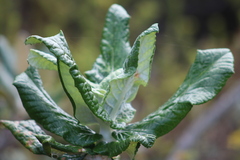 Hermas villosa