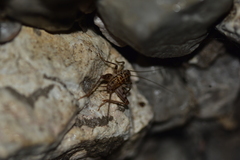 Gryllomorpha dalmatina