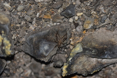 Gryllomorpha dalmatina