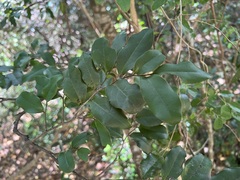 Diospyros samoensis