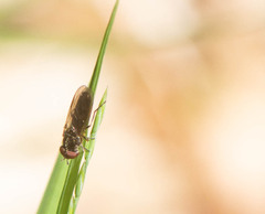 Melanostoma mellinum