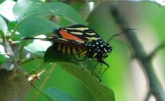 Heraclia africana