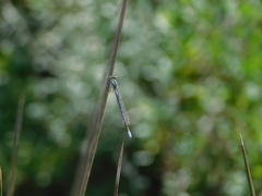 Pseudagrion draconis