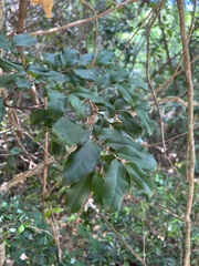 Diospyros samoensis