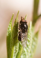 Rhingia nasica