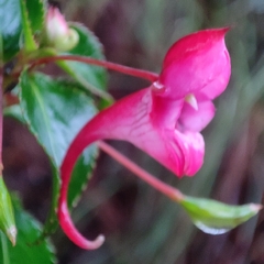 Impatiens salpinx