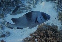 Plectorhinchus gibbosus