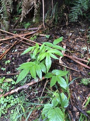 Sambucus gaudichaudiana