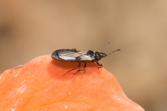 Blissidae