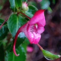 Impatiens salpinx