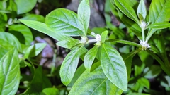 Alternanthera bettzickiana