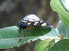 Heraclia africana