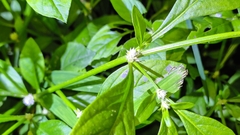 Alternanthera bettzickiana