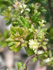 Xanthosia stellata