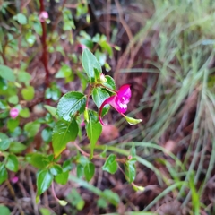 Impatiens salpinx