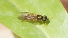 Sarginae