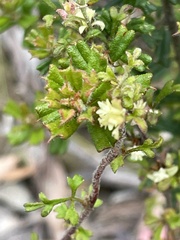 Xanthosia stellata