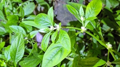 Alternanthera bettzickiana