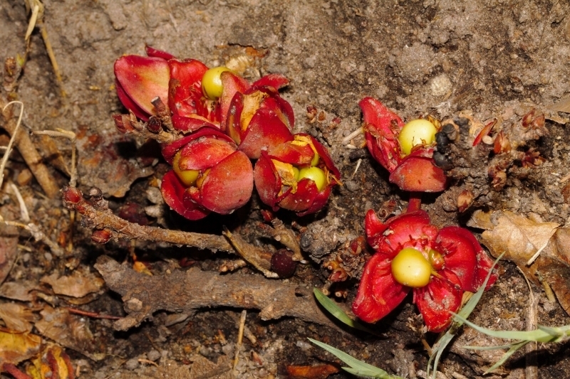 Ochna macrocalyx