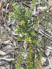 Xanthosia stellata