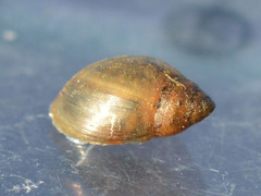 Physidae