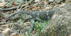 Varanus albigularis albigularis