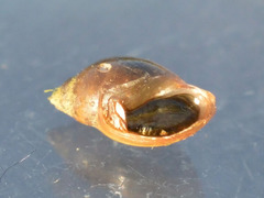 Physidae