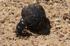 Scarabaeus convexus