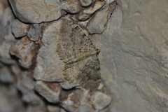 Larentiinae