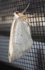 Lomographa glomeraria