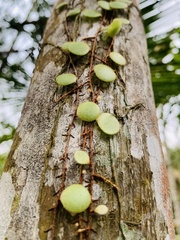 Pyrrosia